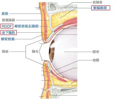 单眼皮拥有这5个特征做双眼皮的钱可以省了