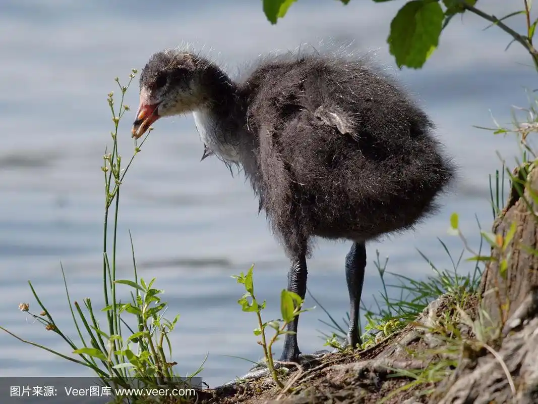 幼的欧亚白骨顶鸟