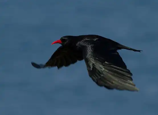 红嘴山鸦