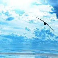 用飞翔做微信头像_微信头像图片大全