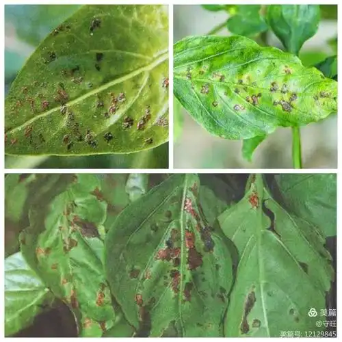 辣椒细菌性叶斑病