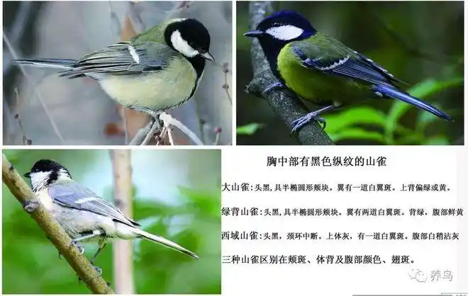 与黄腹大山雀亚种区别在翼上有两道白翼斑,上背更绿.