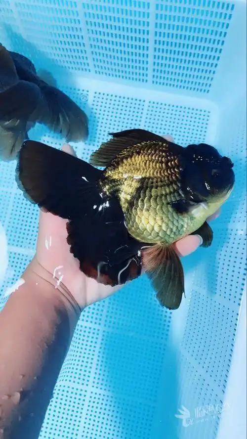 泰国进口原装泰狮有人喜欢吗?