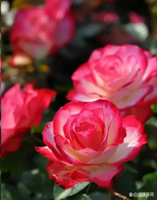 初冬养月季花,教你几个小技巧,安全过冬猛长笋芽,开花会更多