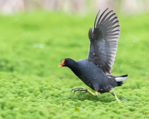 奔跑的黑水鸡