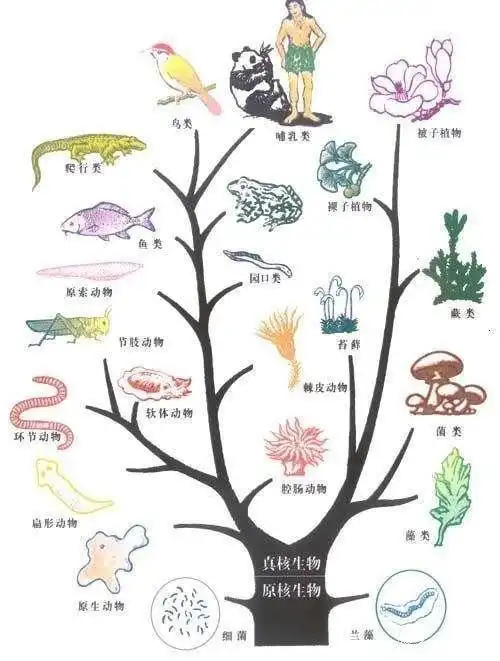 地球生物进化树
