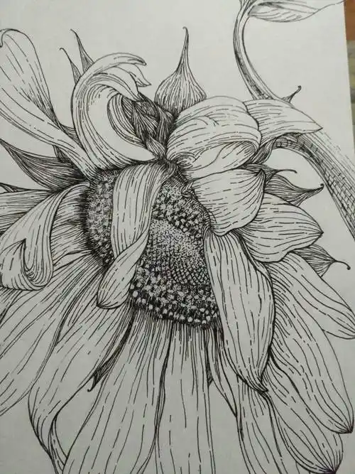 向日葵画向日葵画法