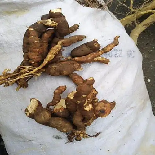 贵州野生雪里开新新鲜中药材地雷拐子药蛇松子传统滋补品其他