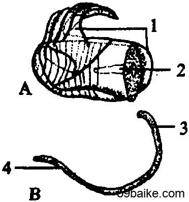 第一节 缢蛏的形态和构造