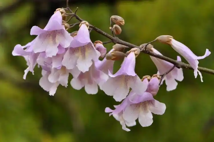 美丽好看像把小伞淡紫色的泡桐花图片分享!