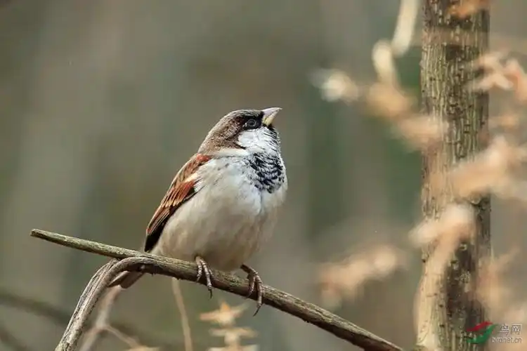 麻雀的各种摄影照片,蛮可爱的