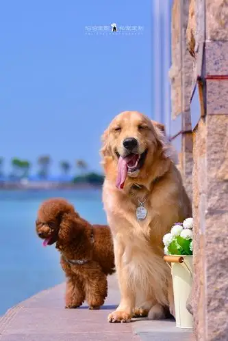 深圳宠物摄影-珀珀宠影之深圳湾·金毛贝利