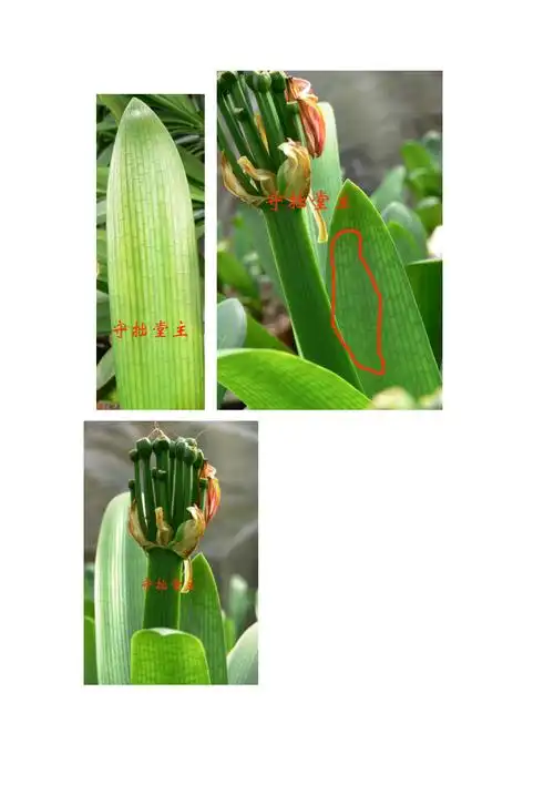 君子兰品种识别