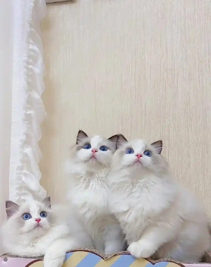 布偶宝宝低价出啦.布偶幼猫,公母都有,两个多月,猫猫喂得都很 - 抖音