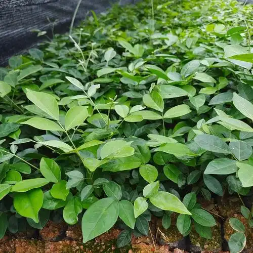 宿州牛大力正宗牛大力苗抗早能力强结薯快