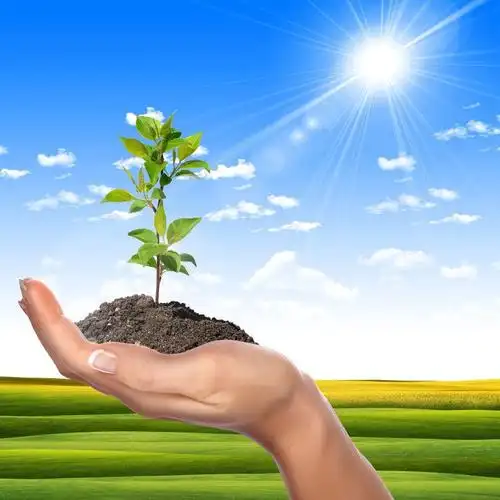 阳光下茁壮成长的手托着的小树的绿色生态理念