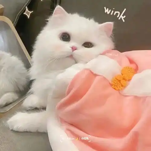 share可爱治愈的猫咪头像