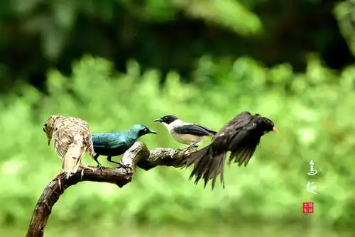 百鸟争鸣