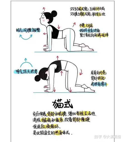 瑜伽体式之猫式 - 知乎