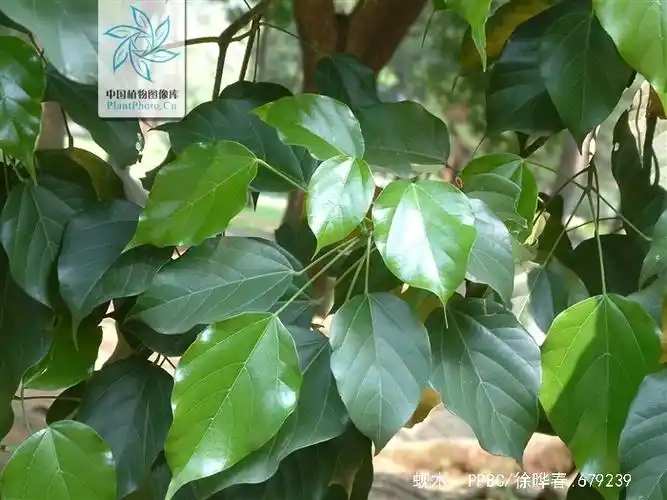 p>蚬木,拉丁学名: i>excentrodendron hsienmu /i>(chun et how) h.