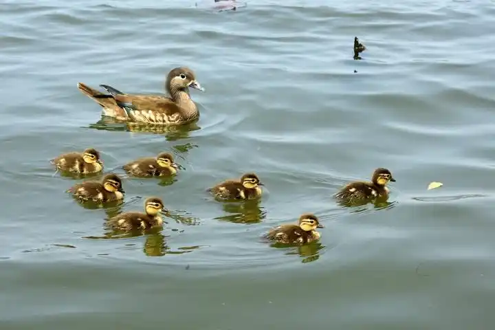 西湖初生的小鸳鸯 突然少一只