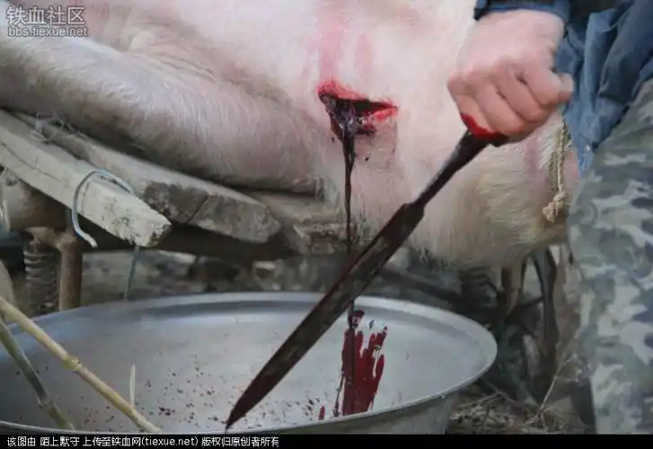 东北农家杀猪全程