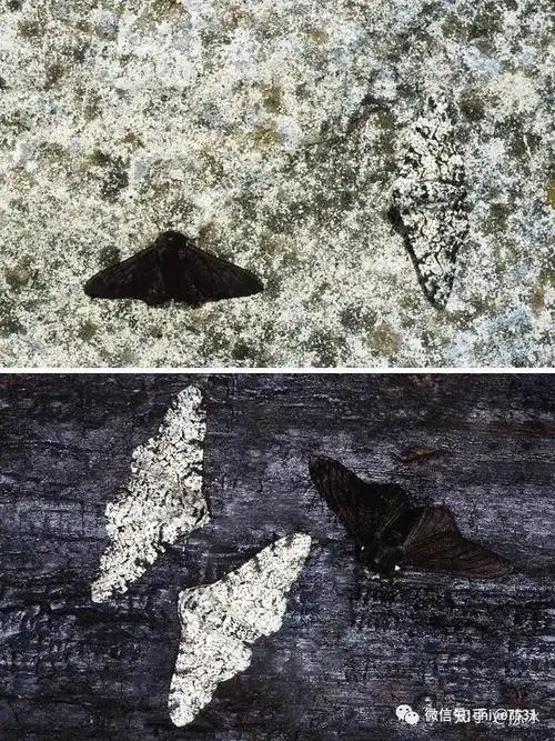 两种颜色的桦尺蠖(biston betularia)分别在树皮材质(上)和煤灰材质