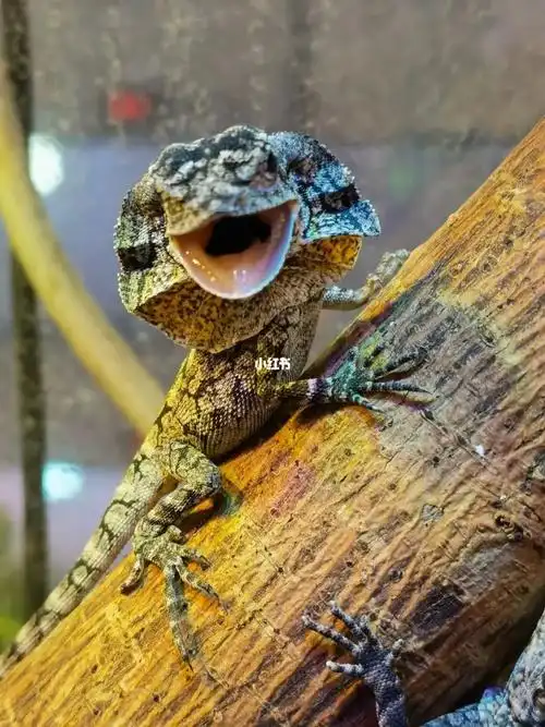 澳伞baby3还有最后几个太可爱了