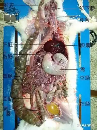 给大家分享一些兔子解剖图片,胆小勿入