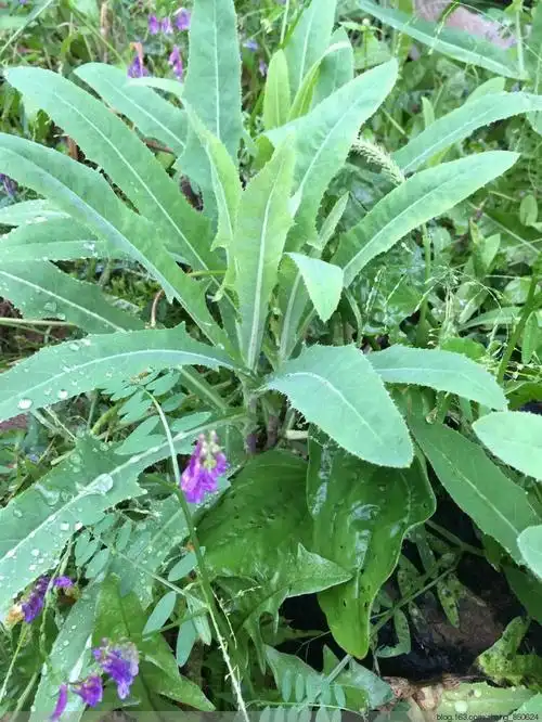 小苦菜 (1)防治贫血,消暑保健. (2)清热解毒,杀菌消炎 (3)防治癌症.
