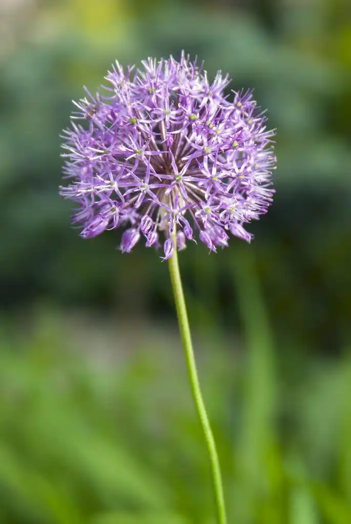 蒲公英,紫色蒲公英花生长在花园里