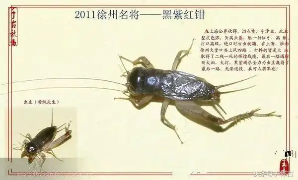 蟋蟀故事:高品级大将军――黑紫红钳