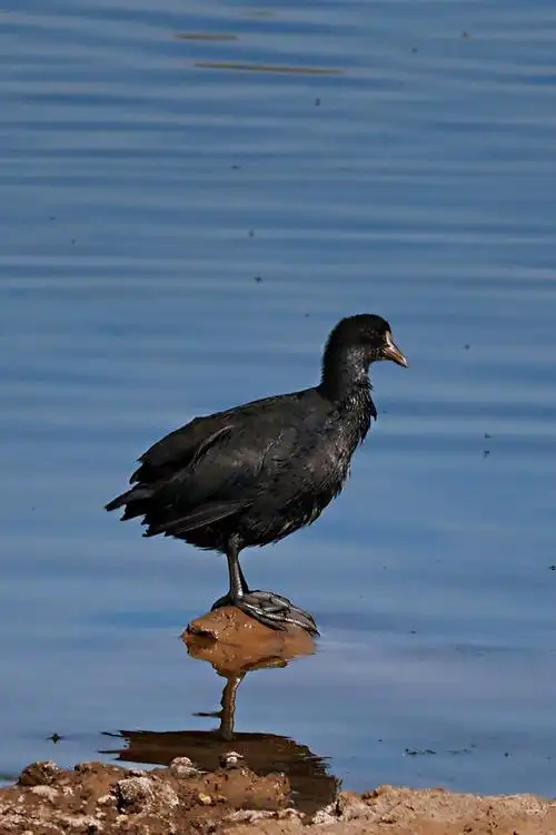 小黑豆——骨顶鸡