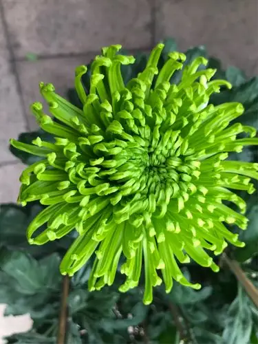 看,这朵绿色的菊花是多么美丽,仿佛到了一片青青大草原,是多么生机