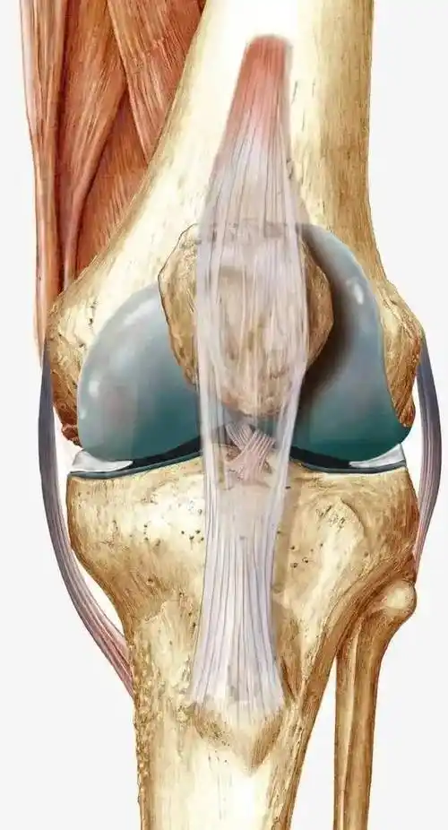 关节的基本构造可分为:关节面(指关节的骨的相对面或接触面.