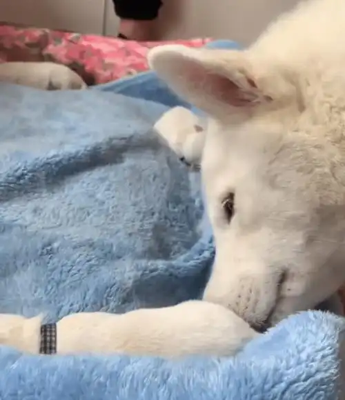 8胞胎广西首例人工繁育北极狼幼崽诞生网友越看越像狗子