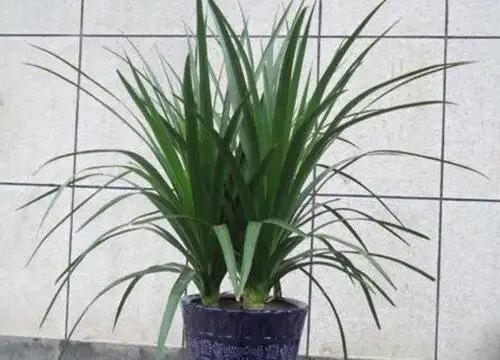 青云直上花浇水方法