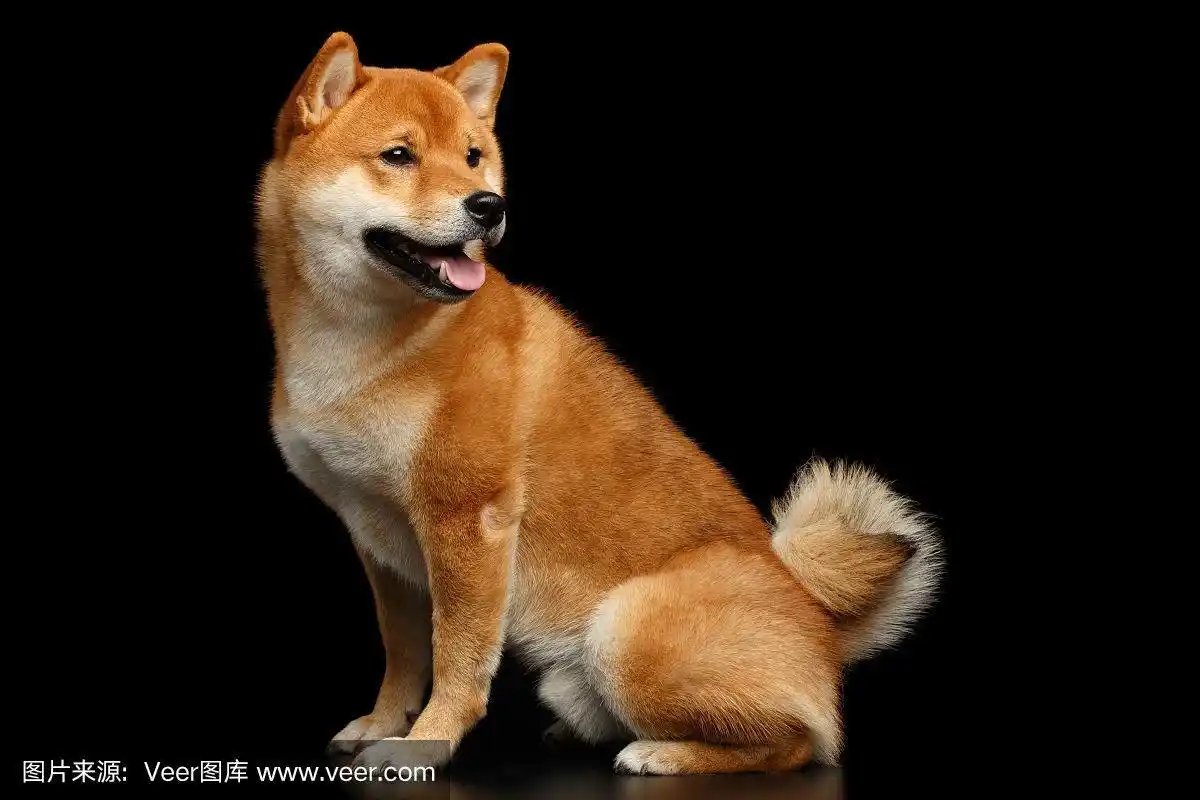 纯种红柴犬坐在孤立的黑色背景