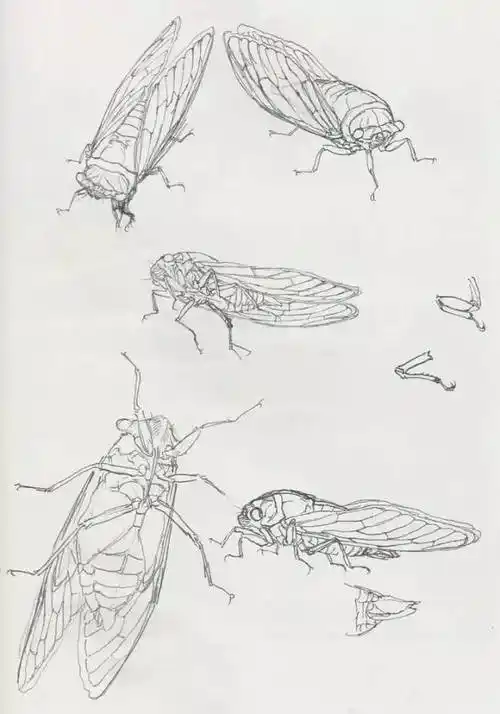 国画教程蝉的工笔画法