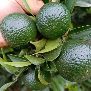 批发 小青柑 柑胎 柑壳 柑普茶