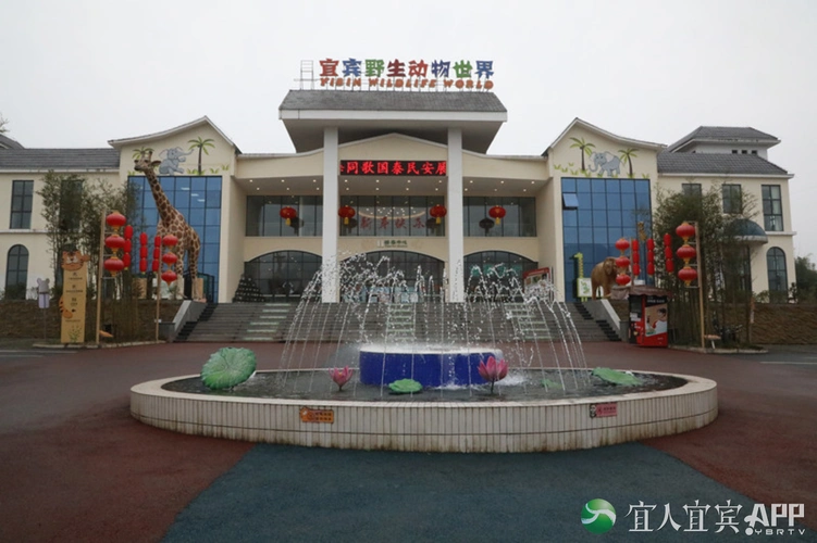 宜宾野生动物世界迎新人7只东北虎春节与游客见面