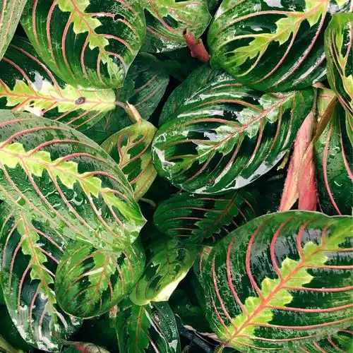 每周一叶叶蝉竹芋marantaleuconeur