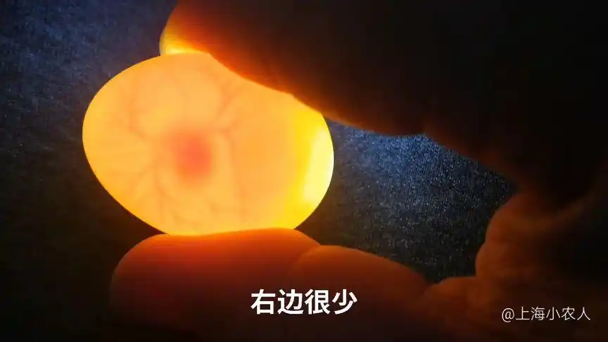 (小农人)鸽子胚胎期照蛋辨公母方法