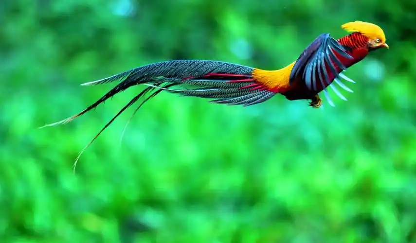 中国特有鸟种,华丽的红腹锦鸡,又名金鸡,中型鸡类,体长59-110厘米,尾