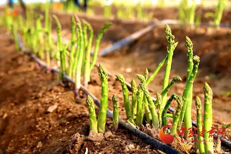 山丹陈户镇尖尖小芦笋敲开致富门