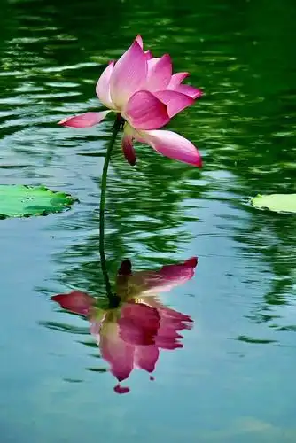 夏日荷花水中仙,长吟短唱颂美莲——诗文二十篇