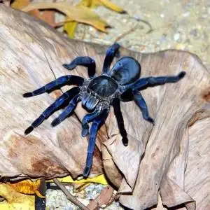 泰国金属蓝 3l 2cm左右 苗子宠物蜘蛛穴居经典蓝色蜘蛛 凶猛新手