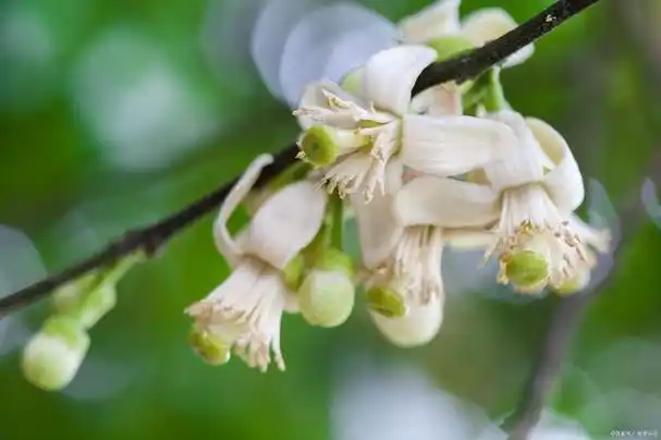 檀香木花怎么养?
