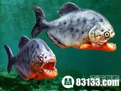 食人鱼有没有天敌?