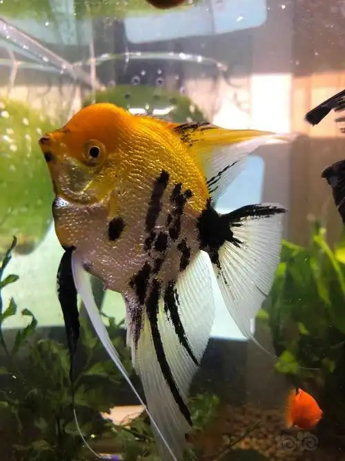 熊猫燕还能起头么